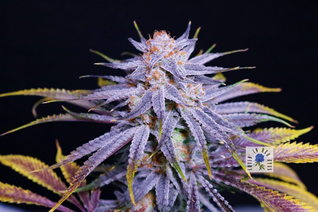 Blueberry Buzzana