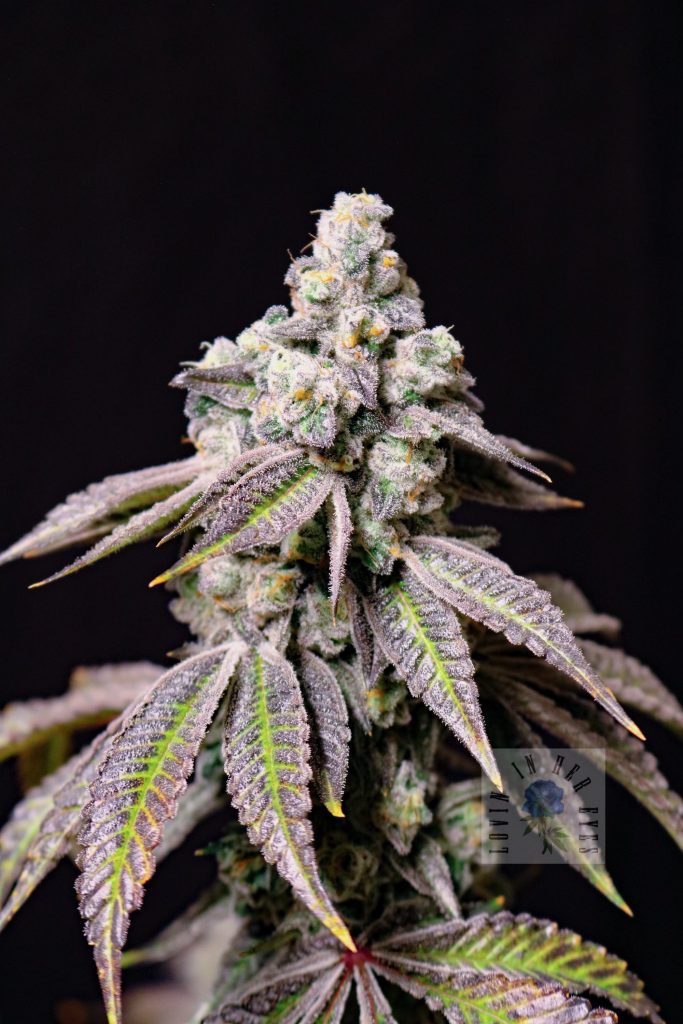 Blueberry Fudge