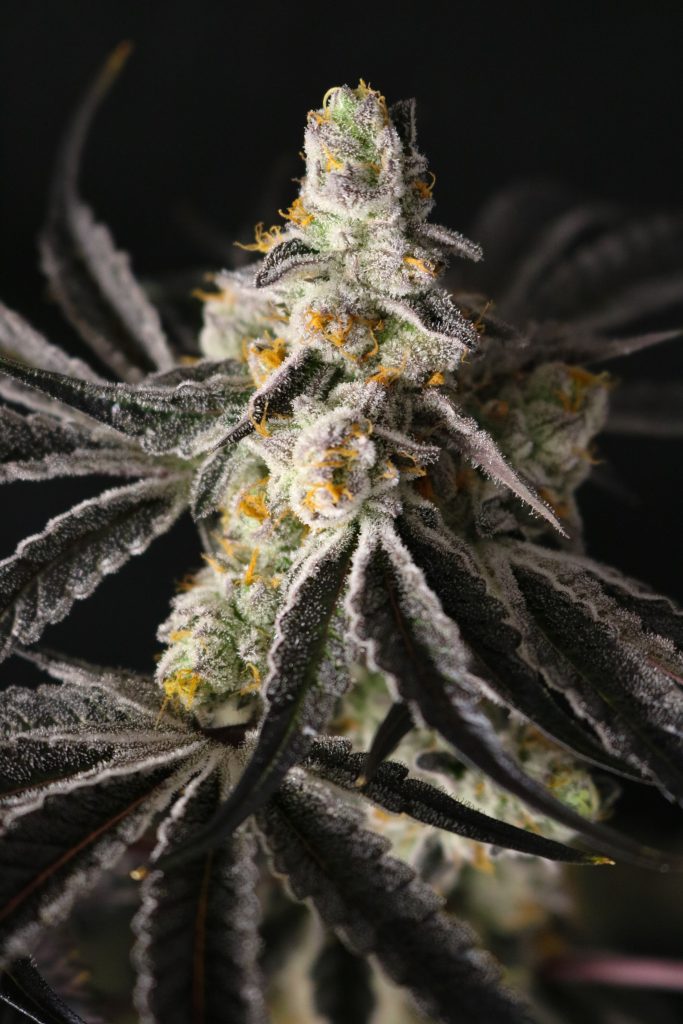 Funky Fuego