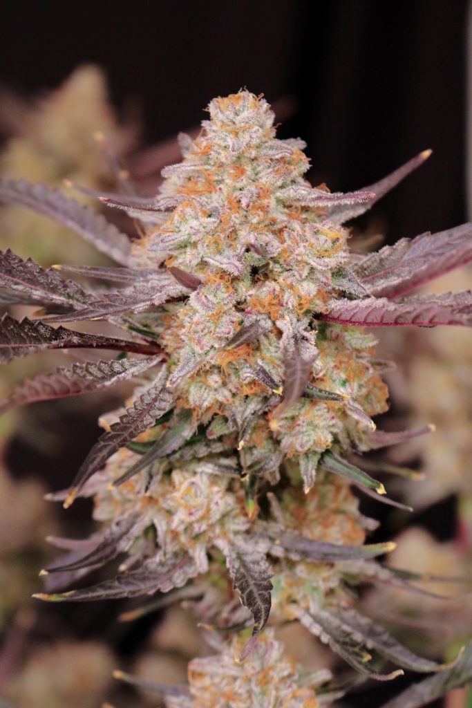 Strawberry Jambi