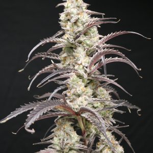 Berry Taboo